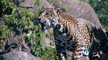 Watch 72 Dangerous Animals: Latin America | Netflix Official Site Watch 72 Dangerous Animals: Latin America | Netflix Official Site